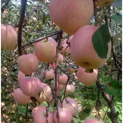 陜西省咸陽市乾縣美國8號蘋果苗陽面具紅潤