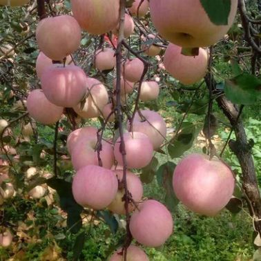 陜西省咸陽市乾縣美國8號蘋果苗陽面具紅潤