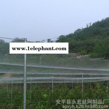 永宏  供應  0.5-3公分10米—40米*1000米果園防鳥網  園林防護網  果園防鳥網